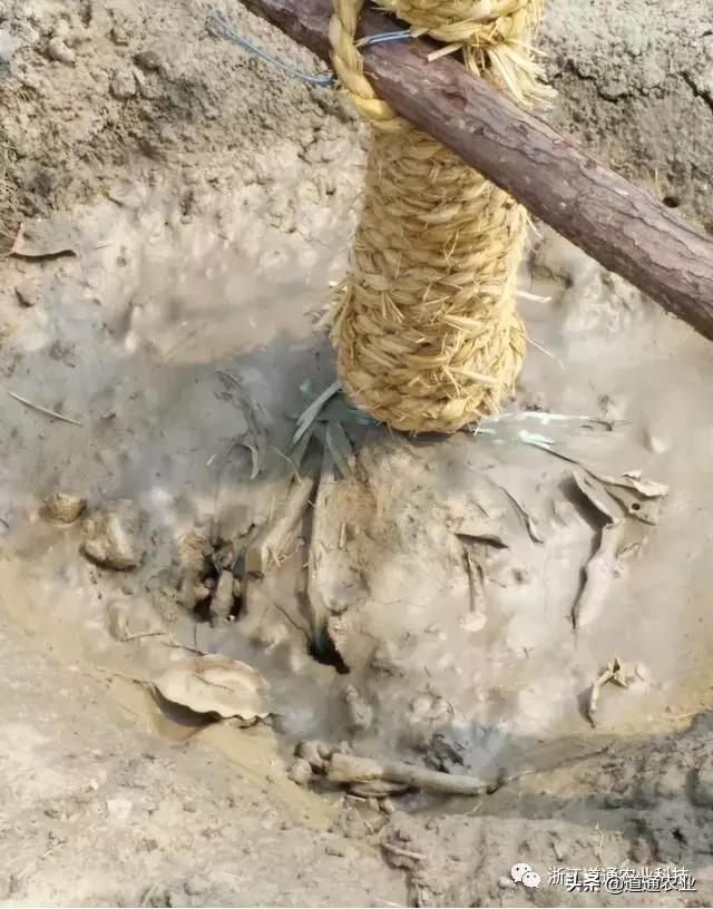 植物防冻剂的使用指南，正确使用降低作物冻害风险，安全越冬