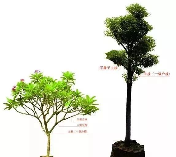 苗木知识重点，苗木等级该如何分？