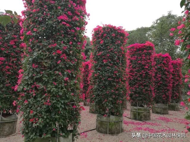 昆明宜良县将投资44亿元建设国家储备林基地