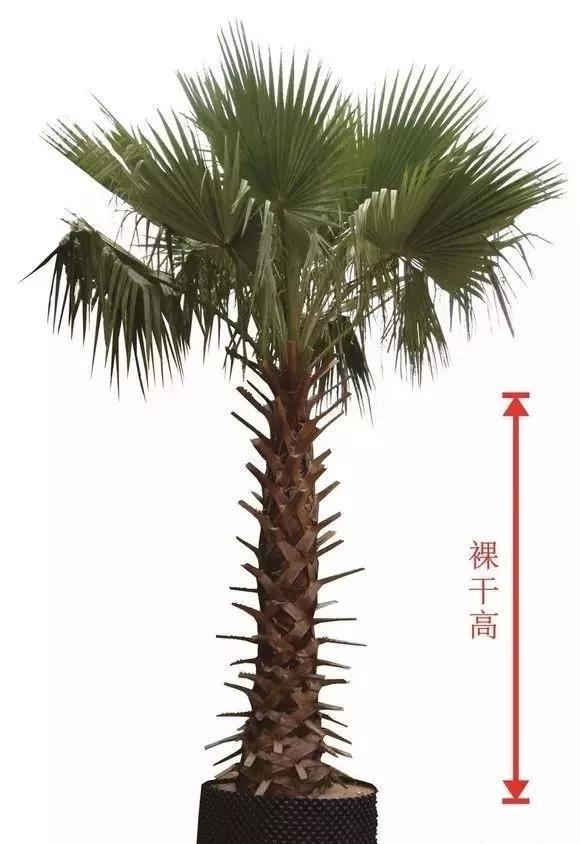 苗木知识重点，苗木等级该如何分？