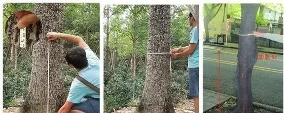 苗木知识重点，苗木等级该如何分？