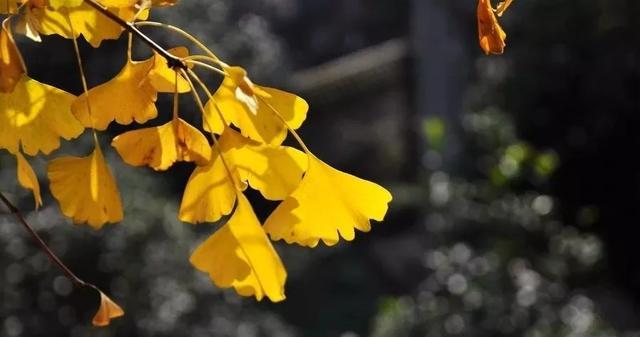 最热门的秋季景观树——银杏