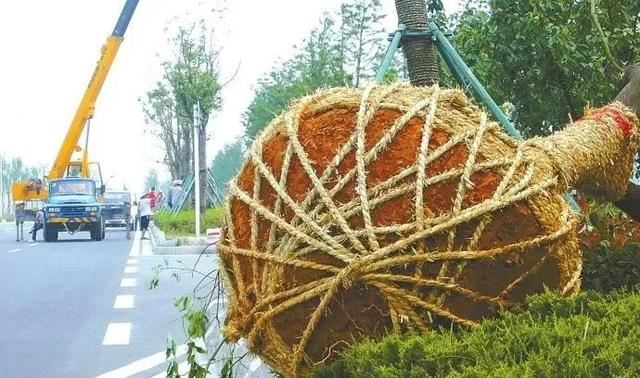 苗木知识重点，苗木等级该如何分？