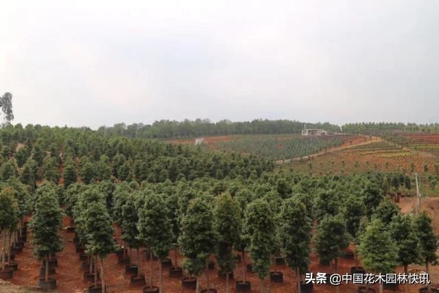 昆明宜良县将投资44亿元建设国家储备林基地
