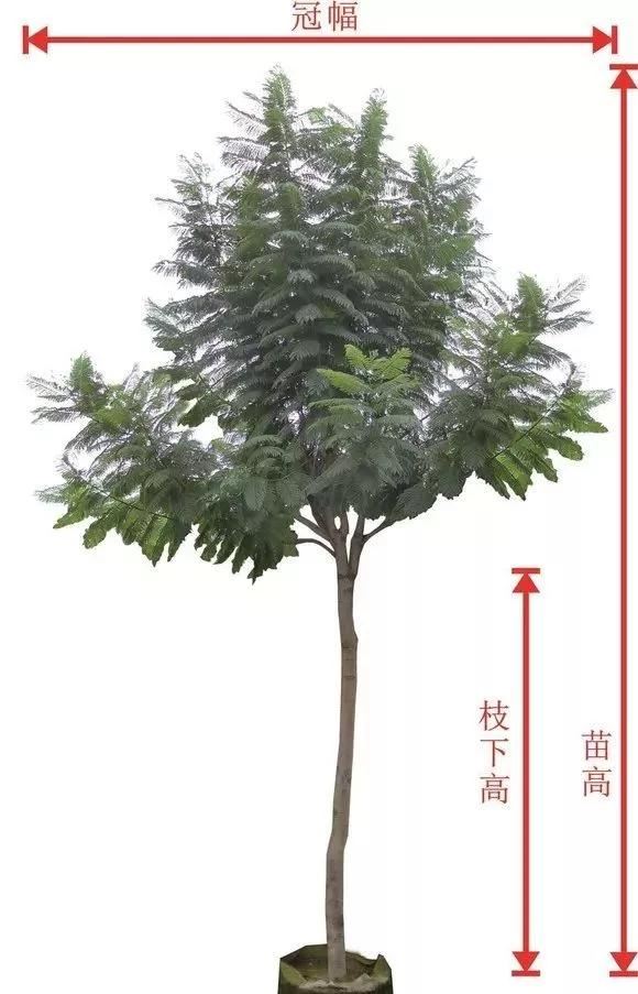 苗木知识重点，苗木等级该如何分？