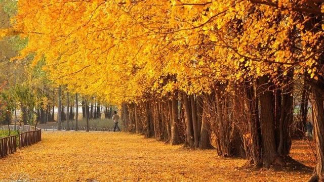 最热门的秋季景观树——银杏