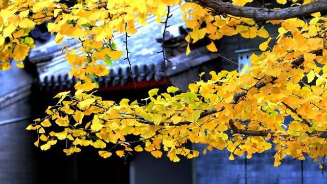最热门的秋季景观树——银杏