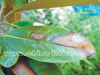 园林植物炭疽病的发生和防治