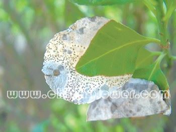 园林植物炭疽病的发生和防治