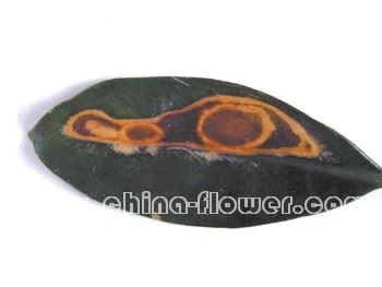 园林植物炭疽病的发生和防治