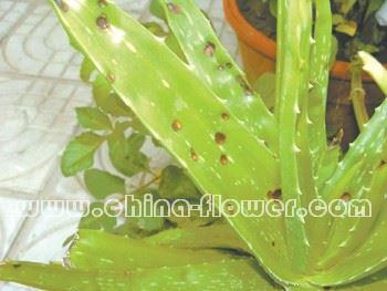 园林植物炭疽病的发生和防治