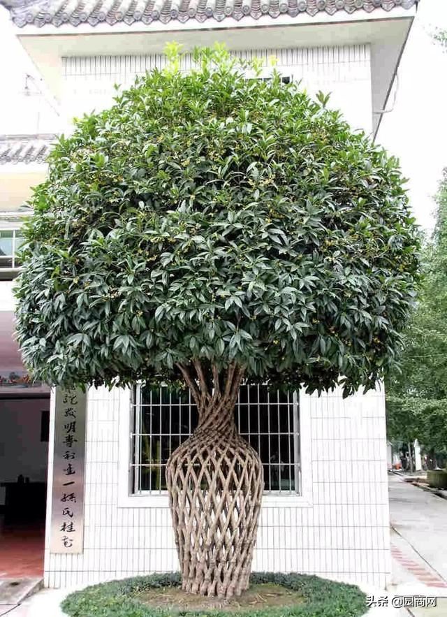 景观造型树价格上涨，这8个树种涨幅较大
