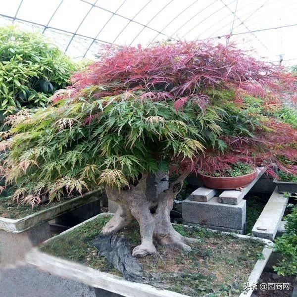 景观造型树价格上涨，这8个树种涨幅较大