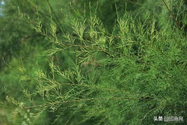 这些树种能“吸毒气”，是净化空气的能手