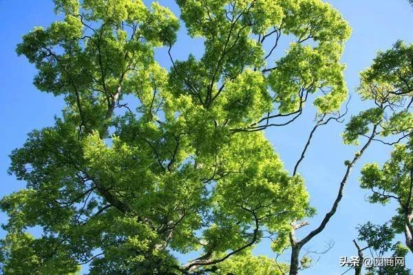 这些树种能“吸毒气”，是净化空气的能手