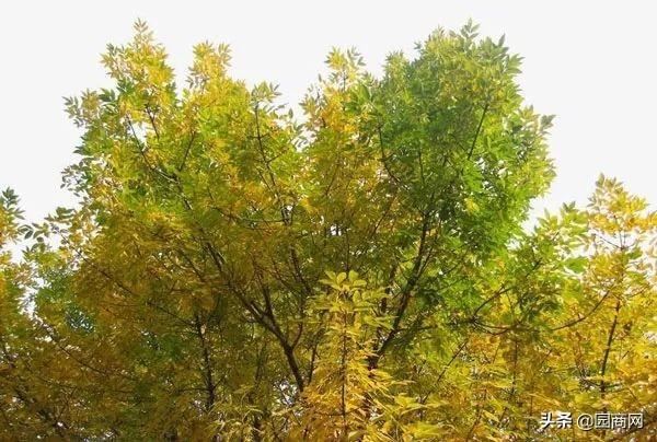这些树种能“吸毒气”，是净化空气的能手