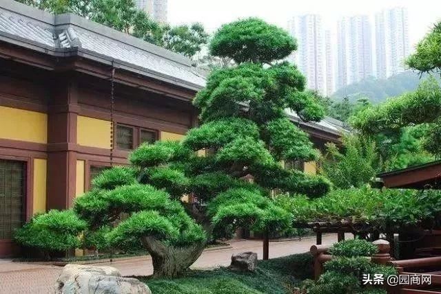 景观造型树价格上涨，这8个树种涨幅较大