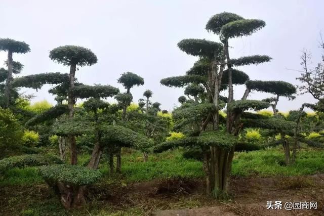 景观造型树价格上涨，这8个树种涨幅较大