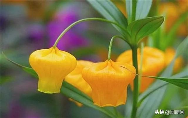 花开得像宫灯一样，这种花卉你见过吗？