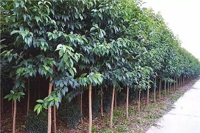 关于苗木种植、养护、以及移植方面的技巧，你们知道多少？这里有苗木高手才懂的技术，一般人我不告诉他！
