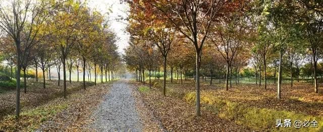 苗圃管理的大学问，做苗木的要学会