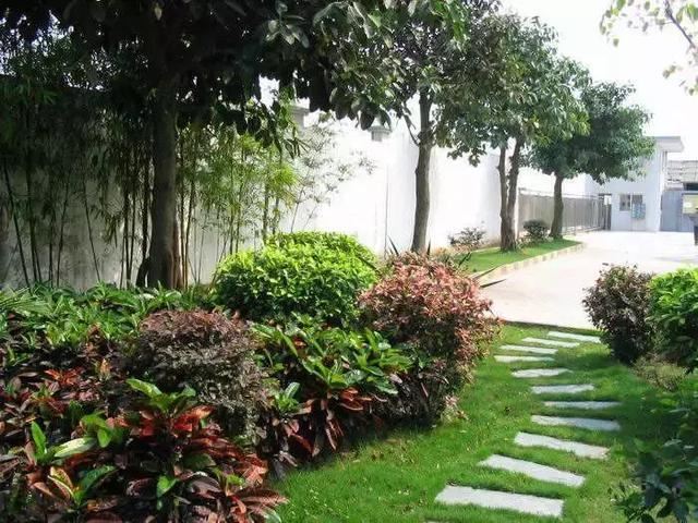 这些苗木，市场需求可观，你家苗圃有吗？