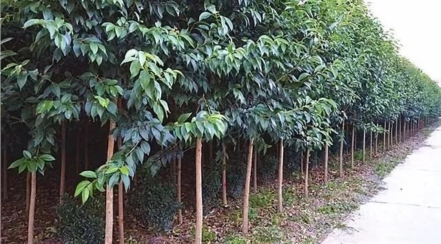 关于苗木种植、养护、以及移植方面的技巧，你们知道多少？这里有苗木高手才懂的技术，一般人我不告诉他！