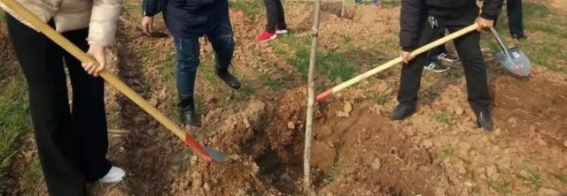 关于苗木种植、养护、以及移植方面的技巧，你们知道多少？这里有苗木高手才懂的技术，一般人我不告诉他！