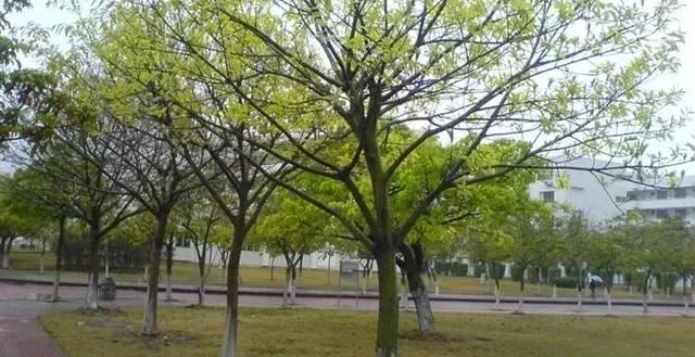 关于苗木种植、养护、以及移植方面的技巧，你们知道多少？这里有苗木高手才懂的技术，一般人我不告诉他！