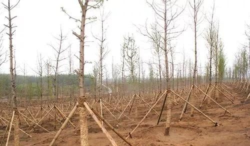 苗木栽植过深或过浅有什么危害？