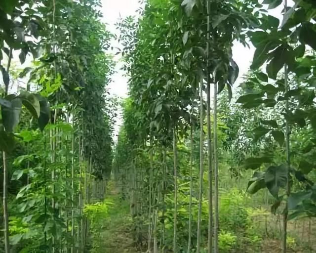 园林绿化中几种常见速生树种