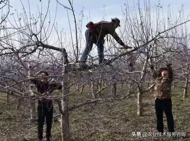 修剪的常见几种方法