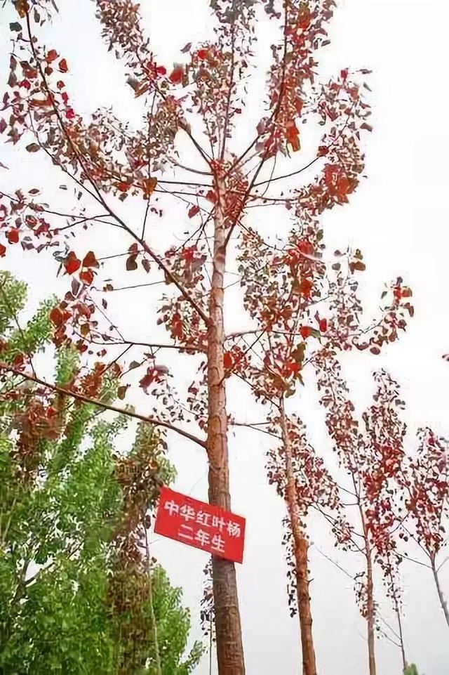 园林绿化中几种常见速生树种