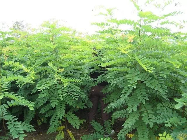 园林绿化中几种常见速生树种
