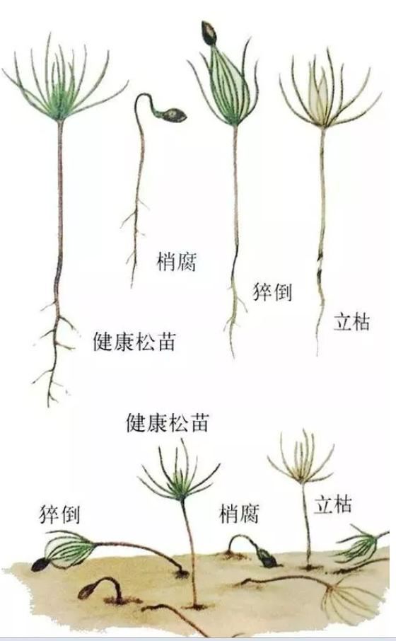 防治必须重视的问题，否则苗木立枯病毁苗