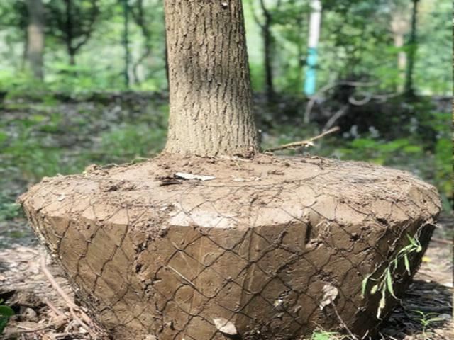 移植保成活，苗木根系得这样断