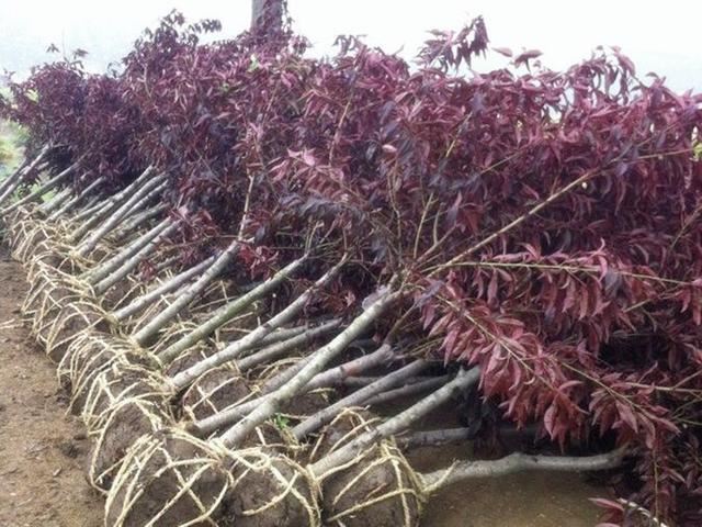 移植保成活，苗木根系得这样断