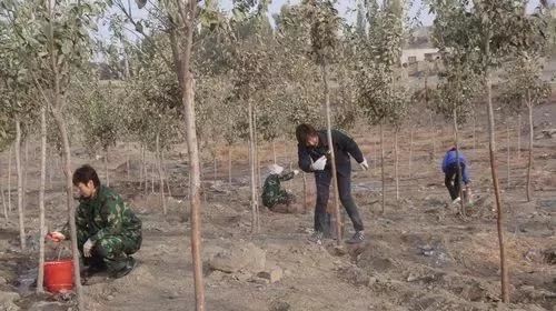 苗木栽植过深或过浅有什么危害？