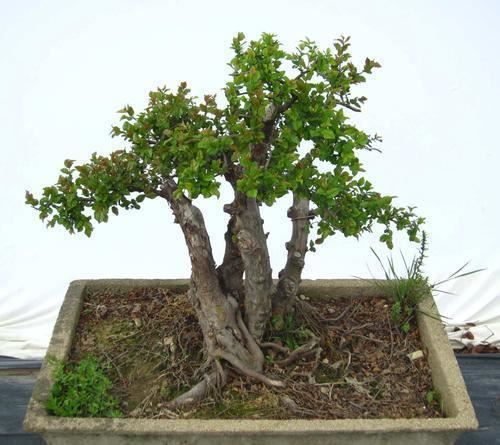 大型花木养成盆景，枝条苍劲造型奇异，摆在家里还有“镇宅”寓意