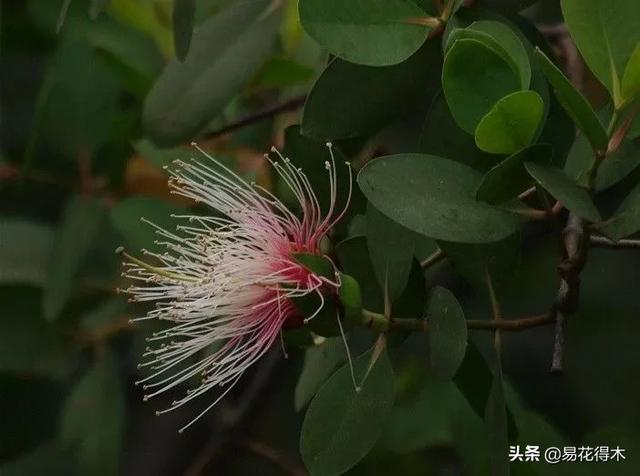 海南岛特有的珍稀花木，红树林的主要树种