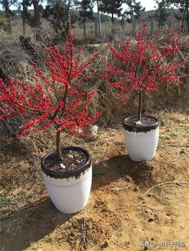 有一种观果植物，超级耐寒不怕冻，-30℃也不怕，红红火火一整年