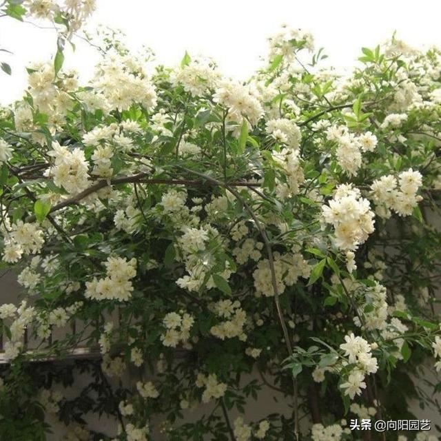 庭院栽棵木香花，能顶10棵桂花，花香飘十里，开花数量巨多
