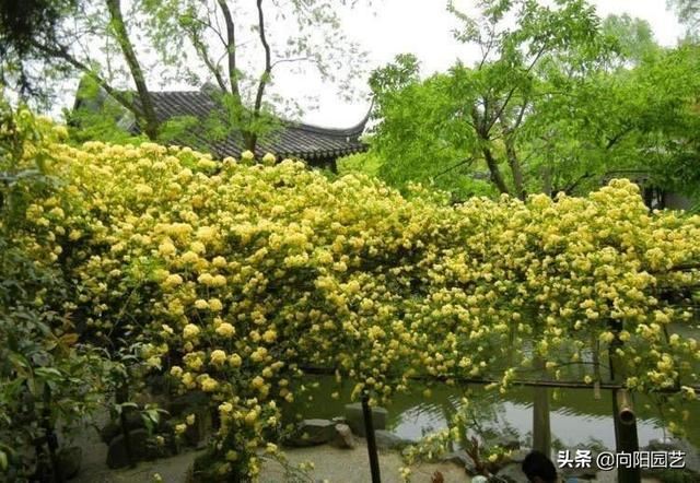 庭院栽棵木香花，能顶10棵桂花，花香飘十里，开花数量巨多