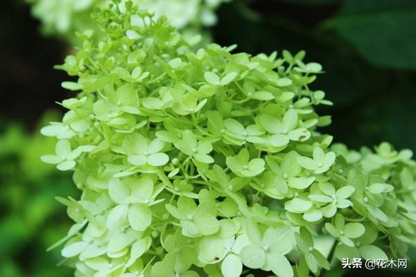 寒冬中的花海谁不爱？这花冬季也能成片开放，北方可露地栽培