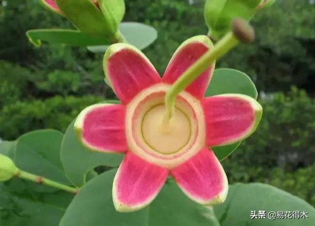 海南岛特有的珍稀花木，红树林的主要树种