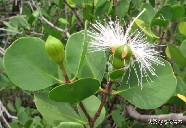 海南岛特有的珍稀花木，红树林的主要树种