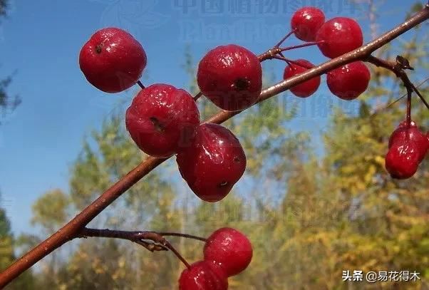 濒危物种｜我国吉林长白山地区特有的珍稀植物：山楂海棠