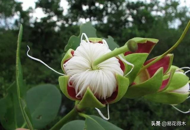 海南岛特有的珍稀花木，红树林的主要树种