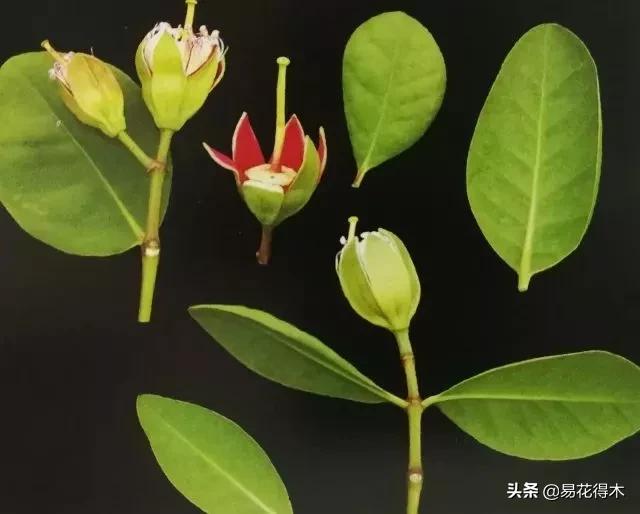 海南岛特有的珍稀花木，红树林的主要树种