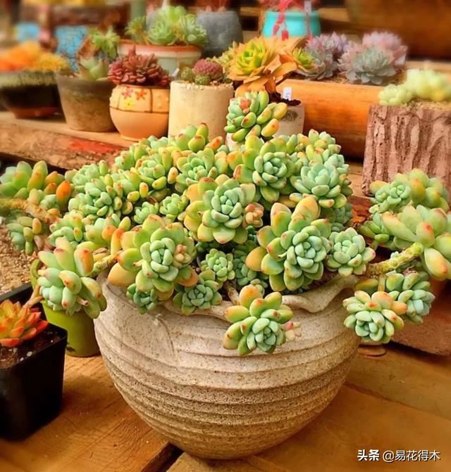 多肉植物被冻伤怎么办？如何避免和补救
